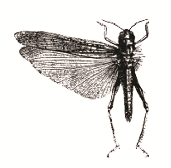 Locust - black and white - Button